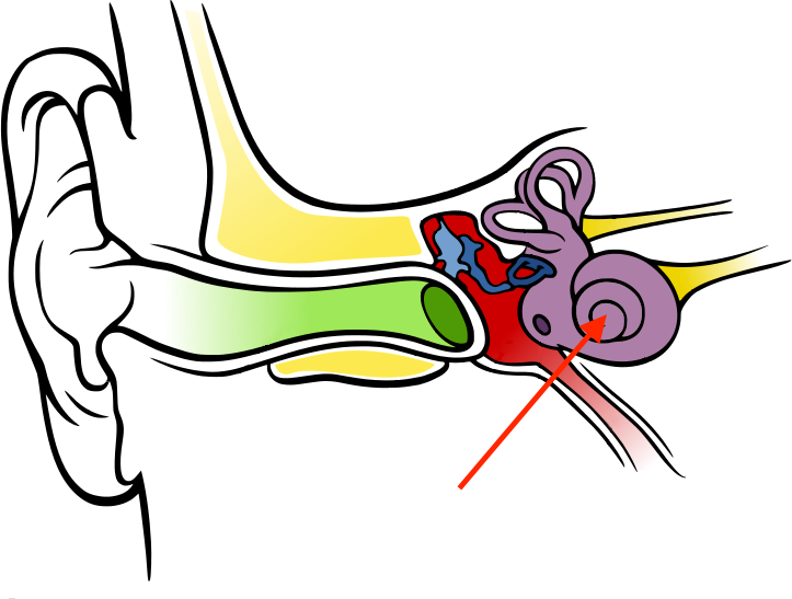 Arrow pointing to the snail-shaped circle in the inner ear